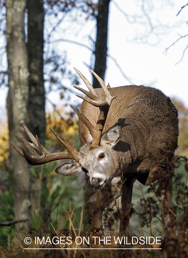 White-tailed buck in habitat. 