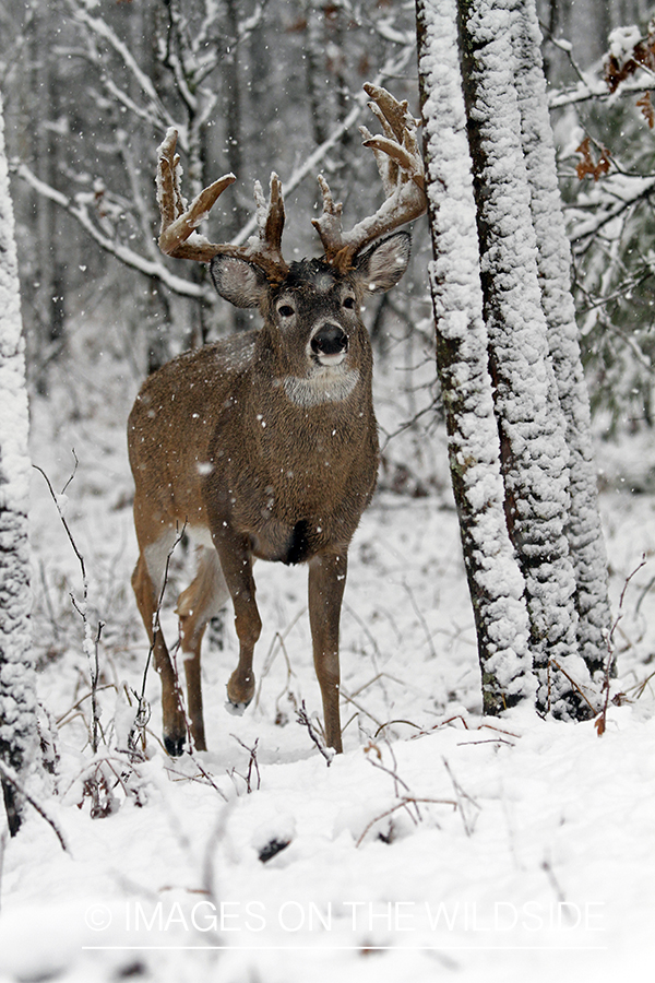 White-tailed buck in habitat. 