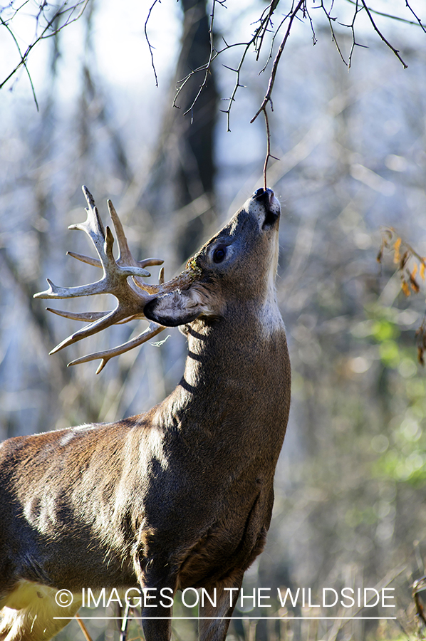 White-tailed buck scent marking branch. 