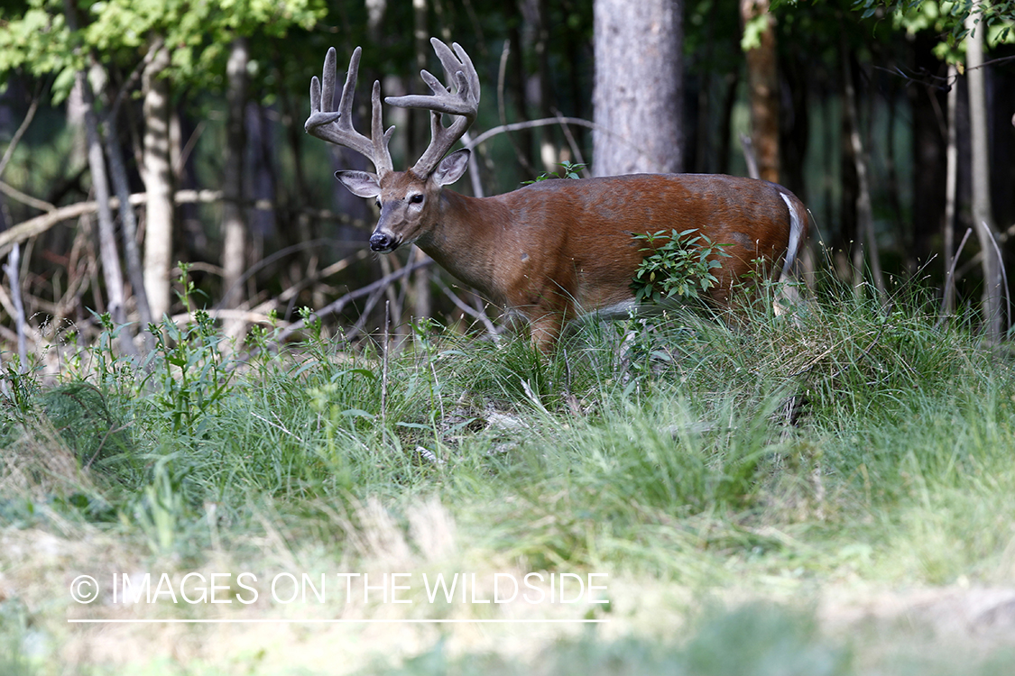 White-tailed buck in velvet.