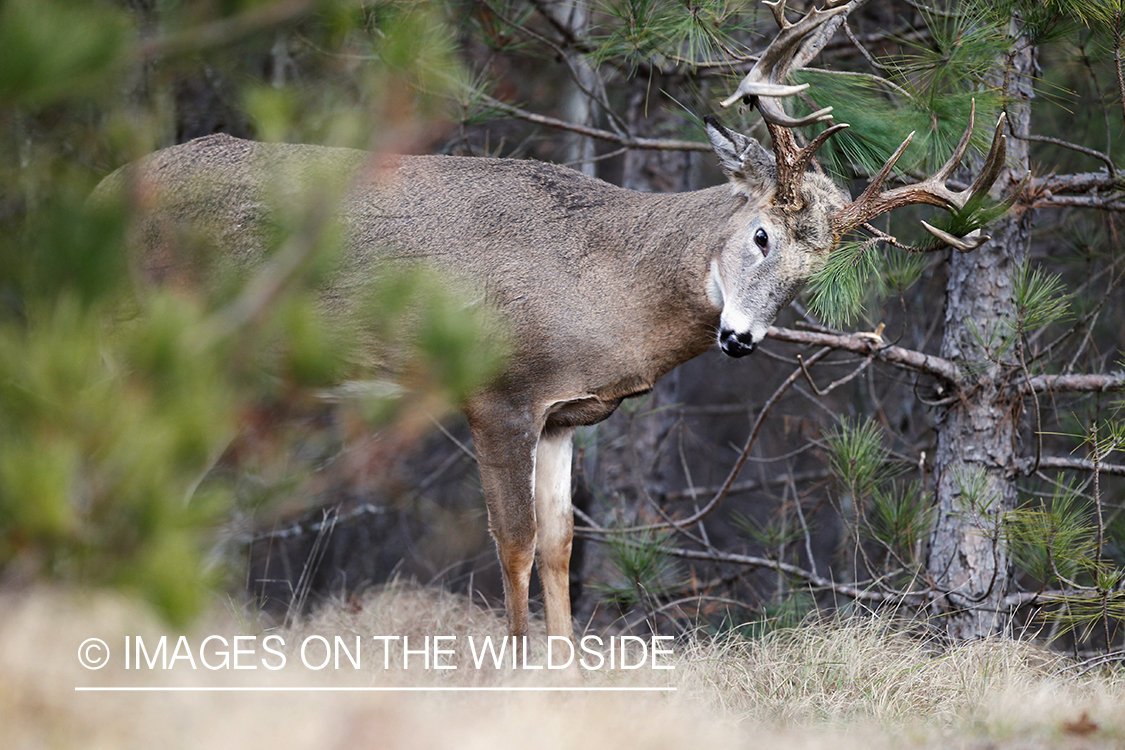 White-tailed buck scent marking branch.