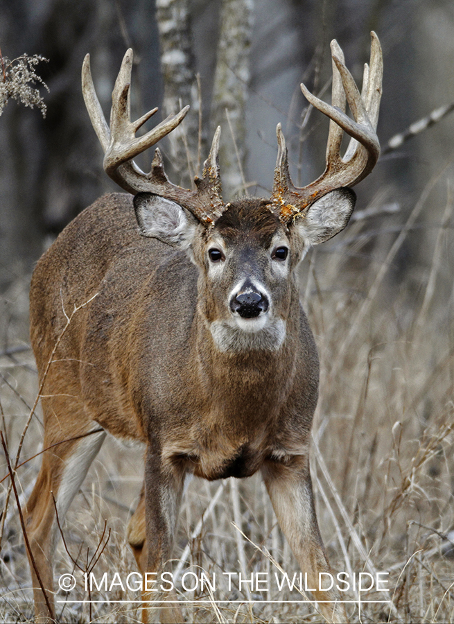 White-tailed buck in habitat.