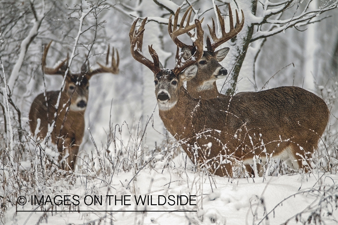 White-tailed bucks in winter habitat.