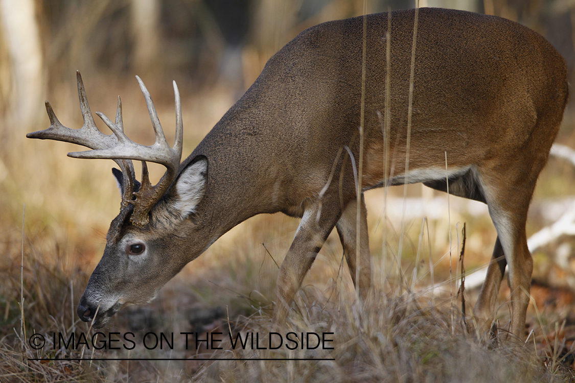 White-tailed buck displaying aggressive behavior.