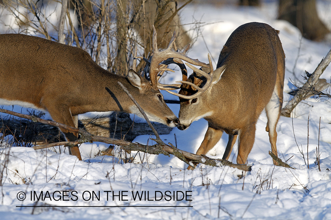 White-tailed bucks sparring in winter habitat.