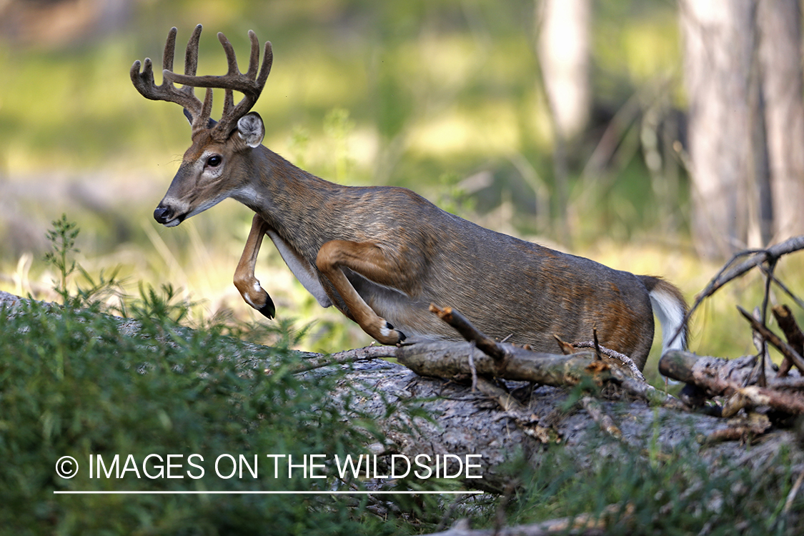 White-tailed buck in habitat.