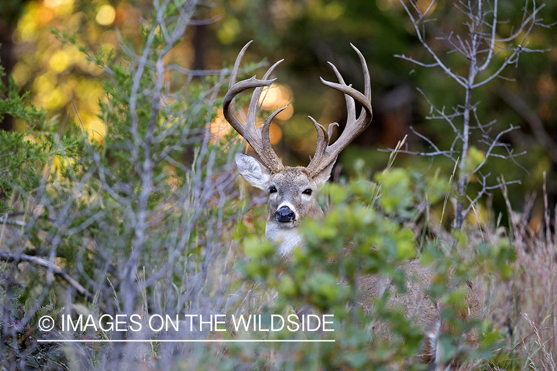 White-tailed buck in habitat. 