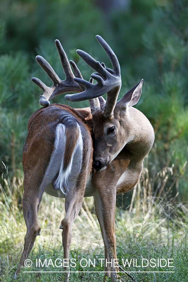 White-tailed buck in velvet.