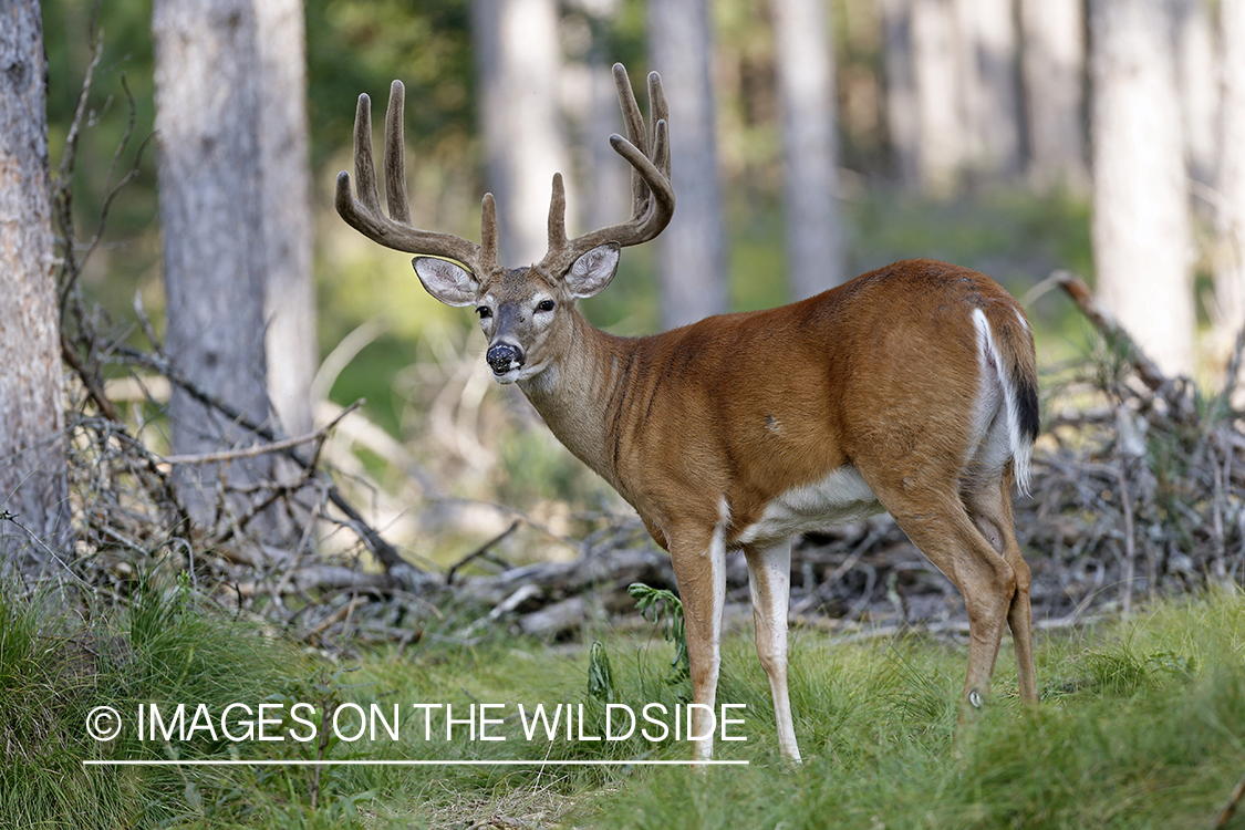 White-tailed buck in velvet.