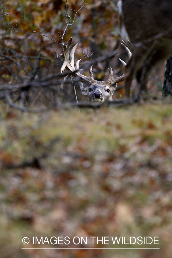 White-tailed buck in habitat.