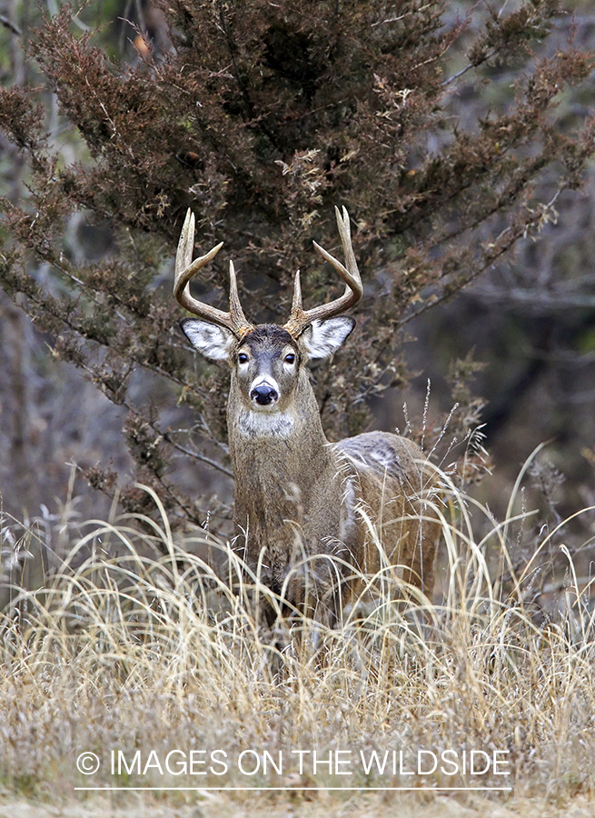 White-tailed buck in habitat.