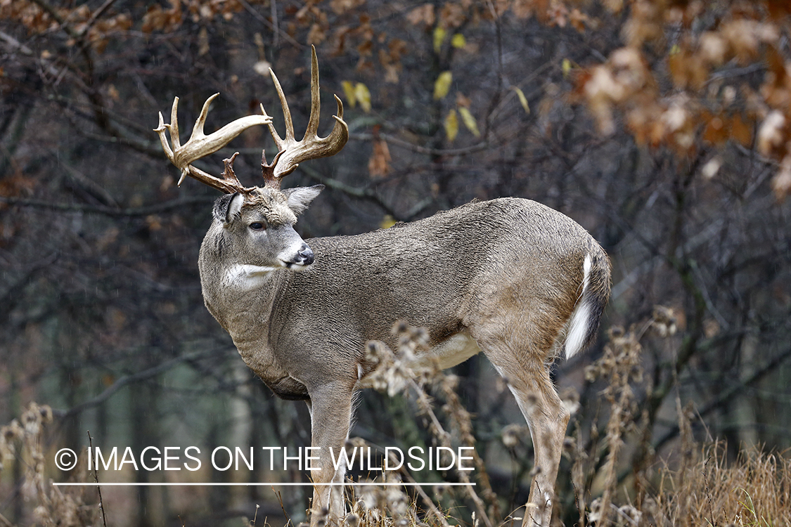 White-tailed buck in habitat.