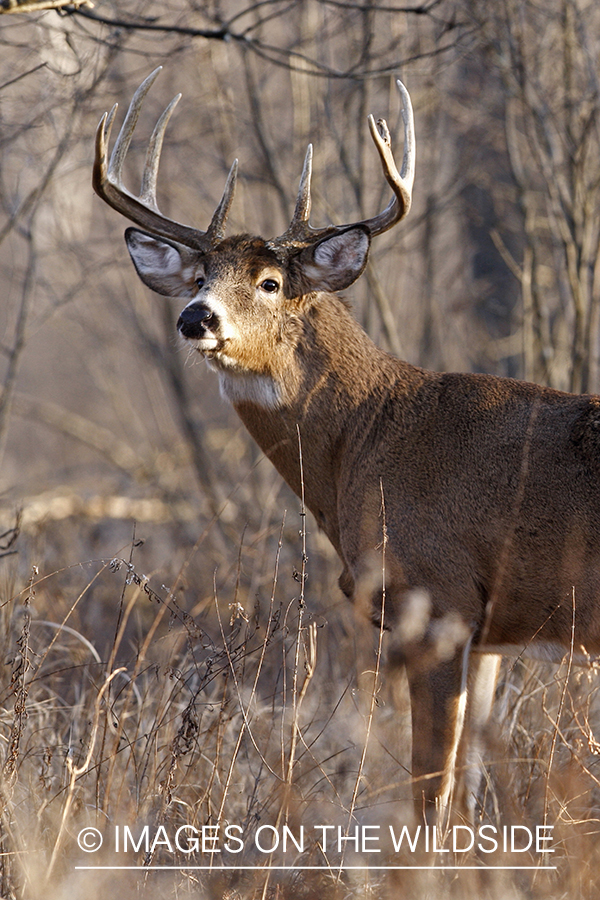 White-tailed buck in habitat.