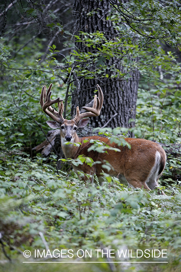 White-tailed Buck in Velvet.