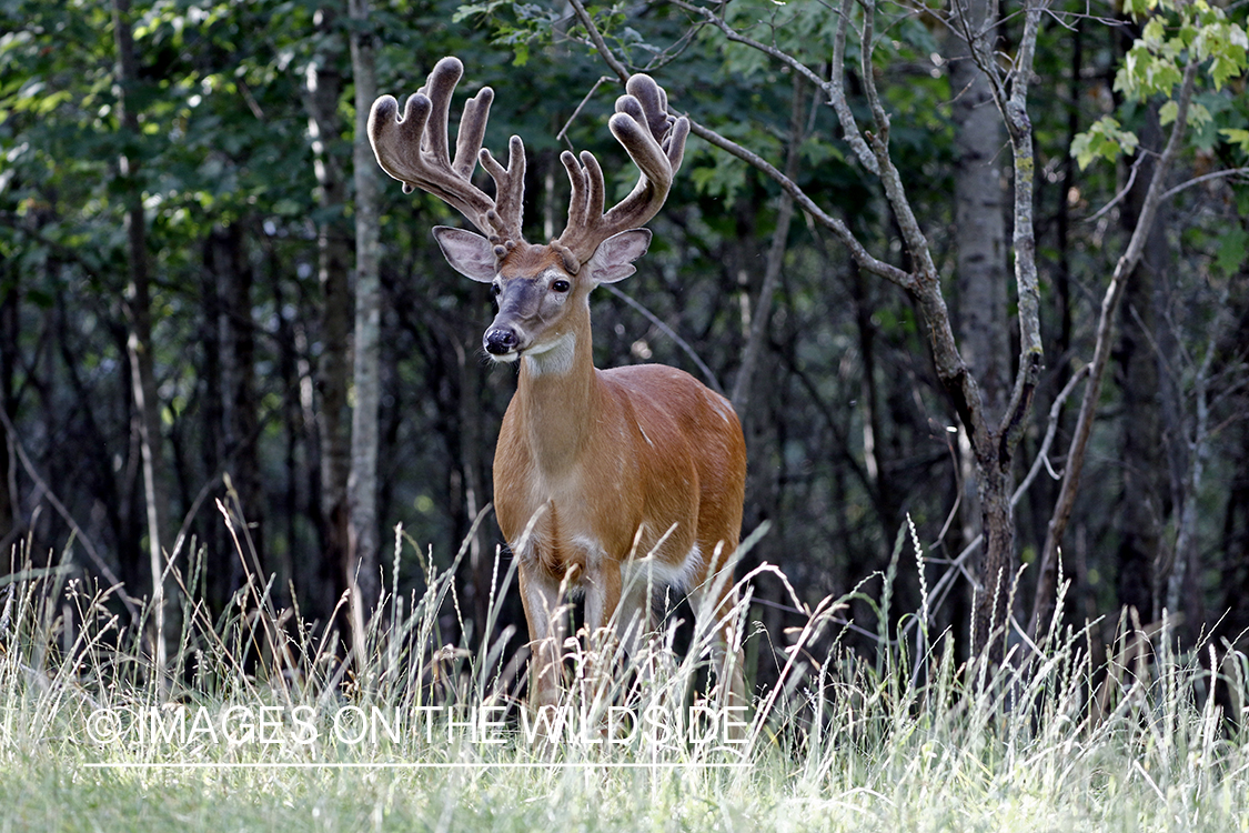 White-tailed buck in Velvet.