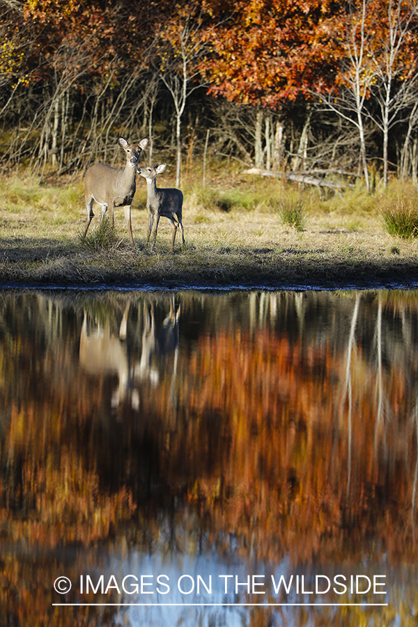 White-tailed doe and fawn with reflection in water.