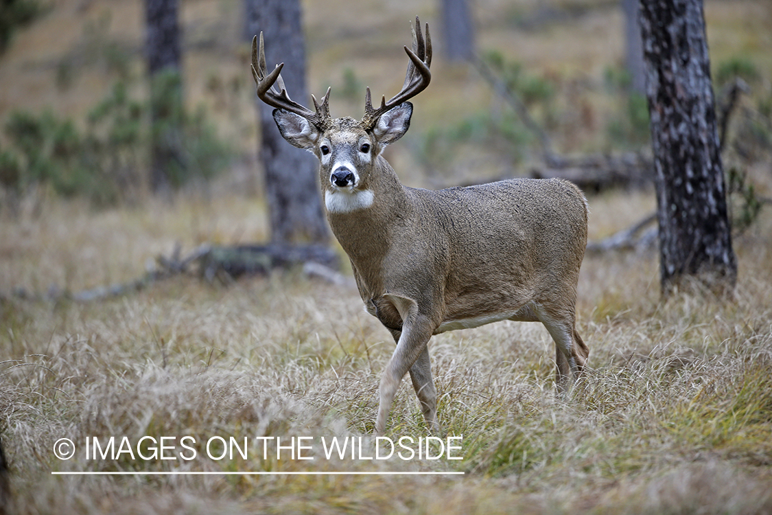 White-tailed buck in woods.