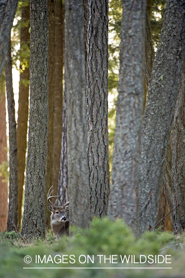 White-tailed buck in habitat.