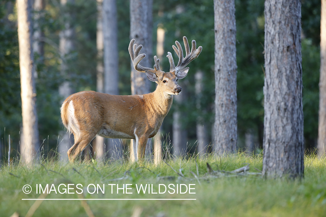 White-tailed buck in velvet.