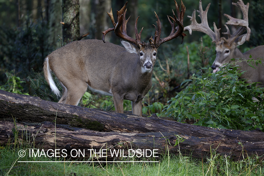 White-tailed buck in field.