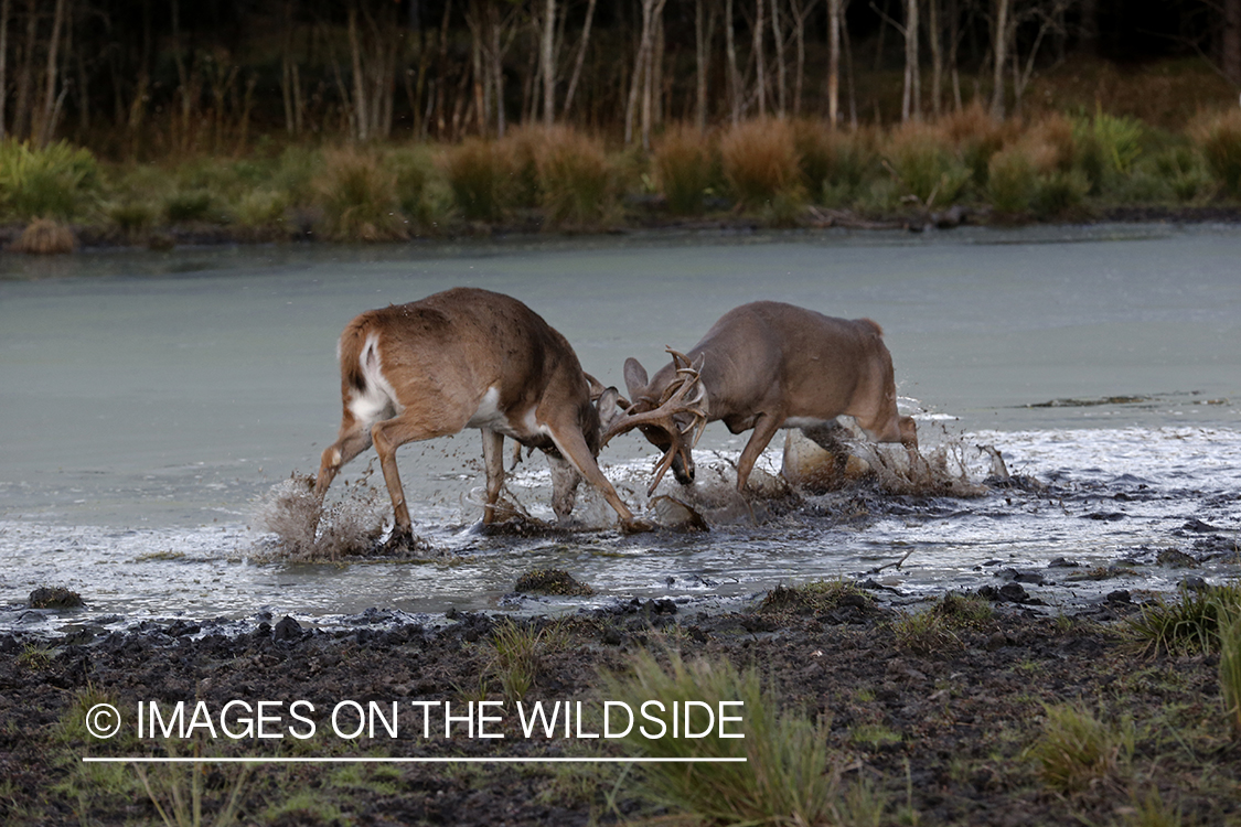 White-tailed bucks fighting during rut.