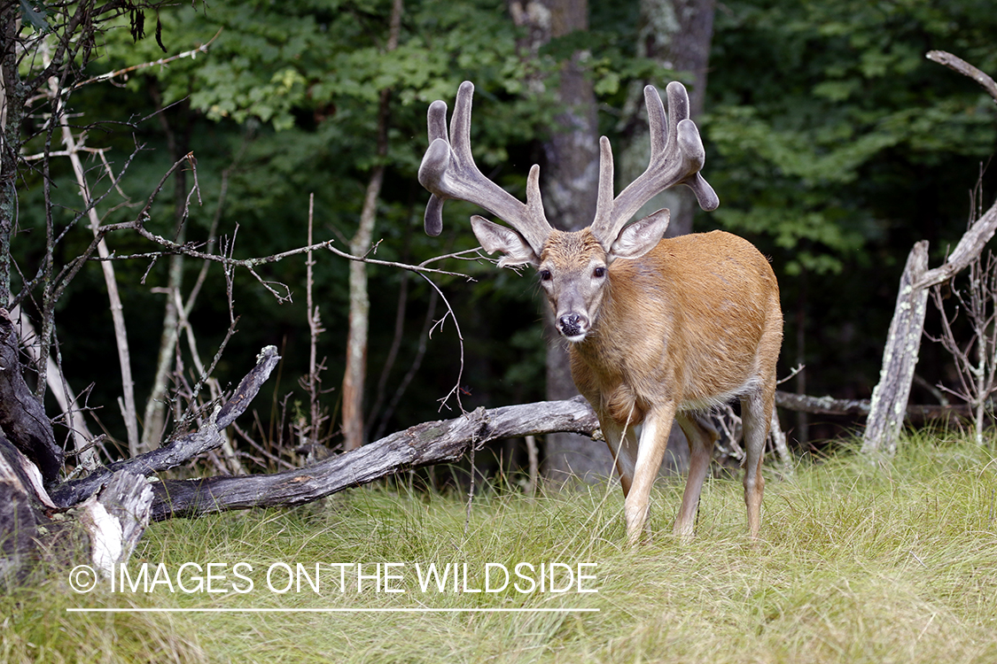 White-tailed buck in field.