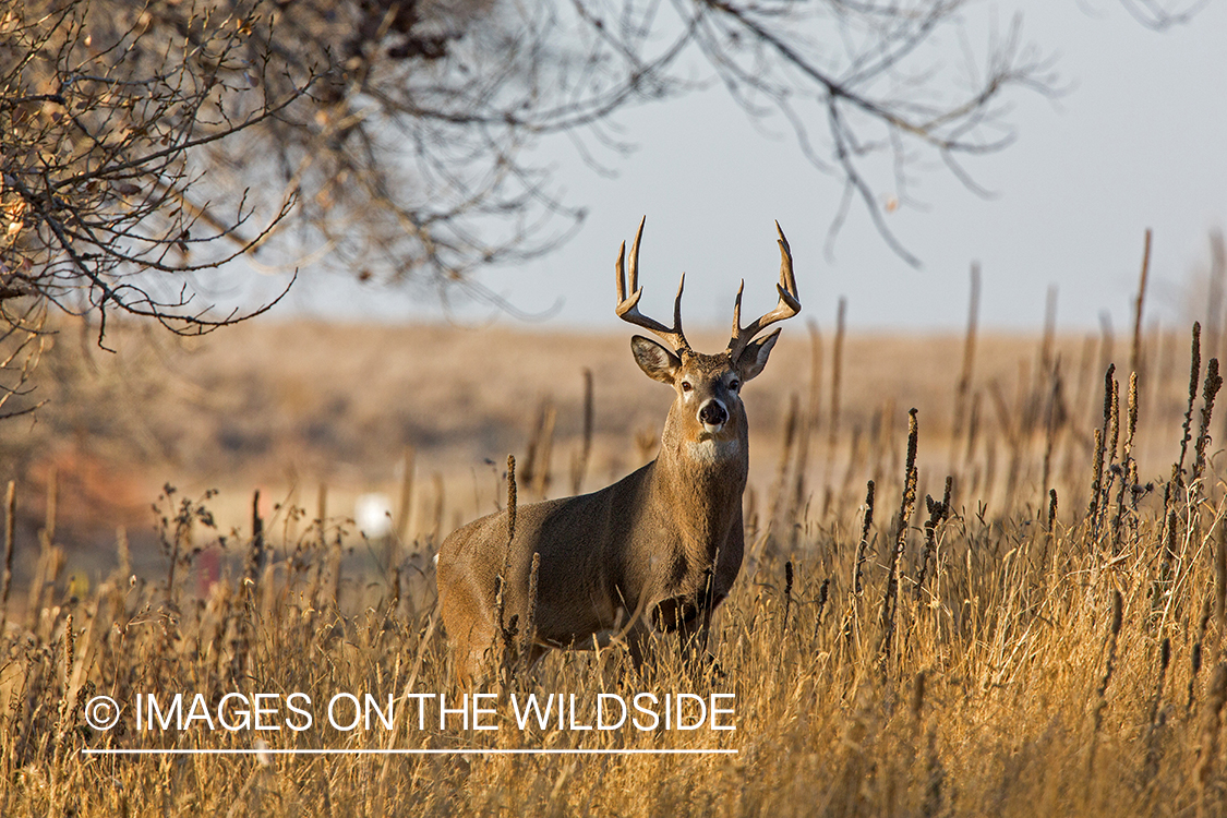 White-tailed buck in field.