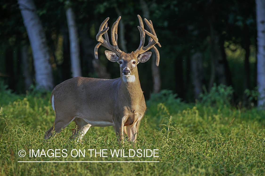 White-tailed buck in Velvet.