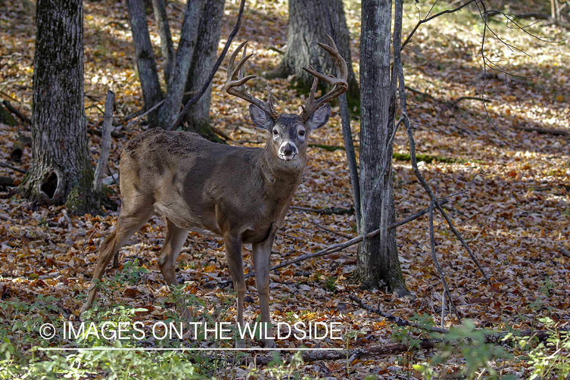 White-tailed buck in the rut.