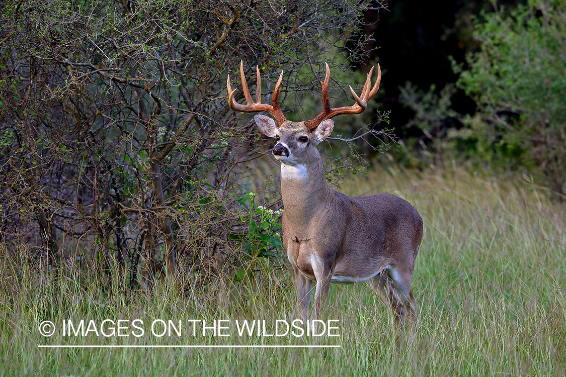 White-tailed buck in field.