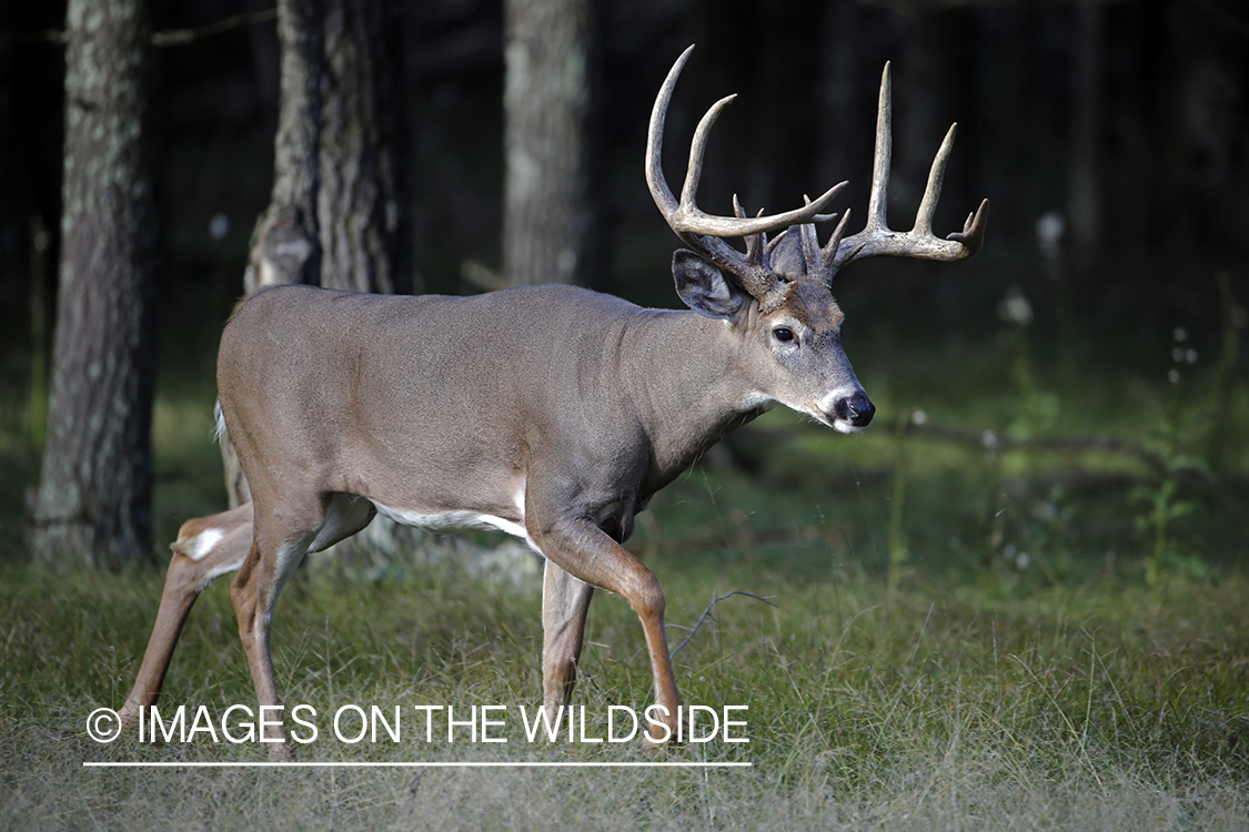 White-tailed buck in the Rut.