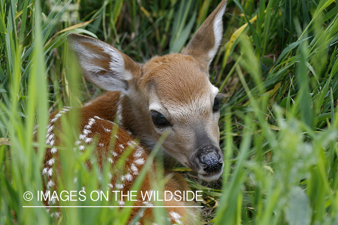 White-tailed fawn laying in grass.