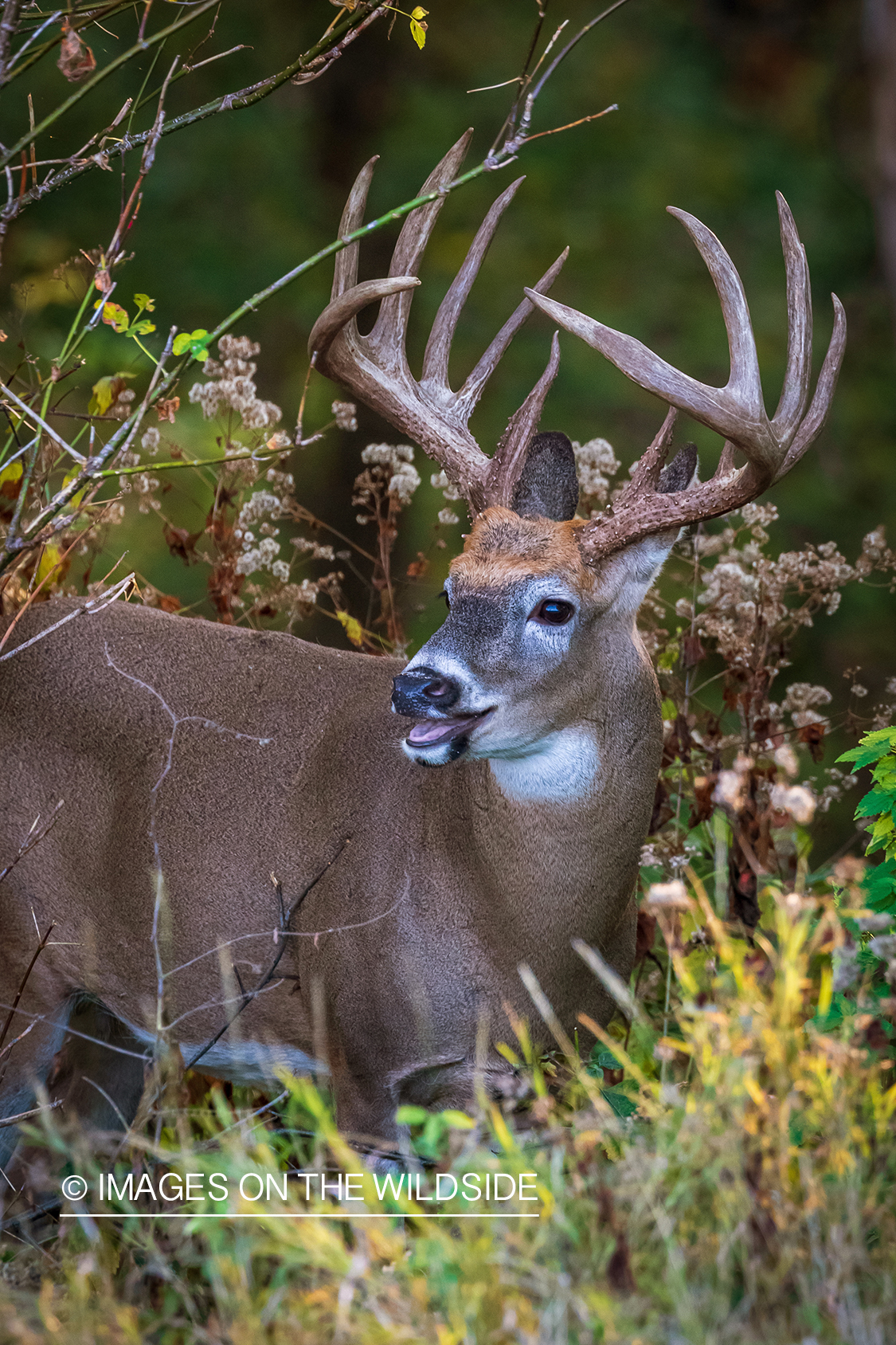 White-tailed deer in field.