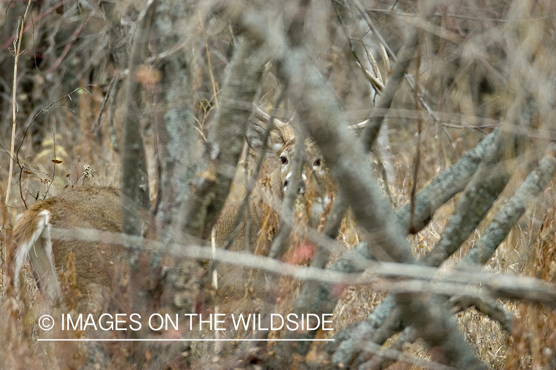 White-tailed buck through trees.