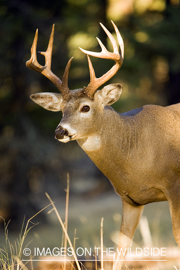 White-tailed deer in habitat