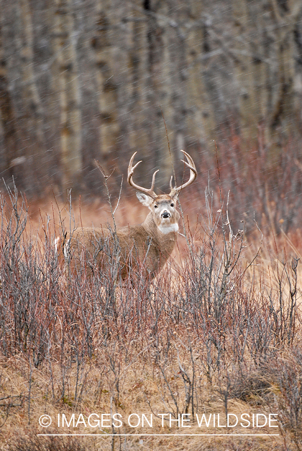 Whitetail Buck