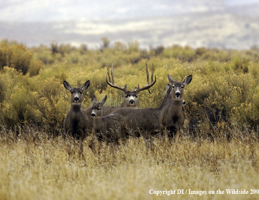 Mule buck with does.