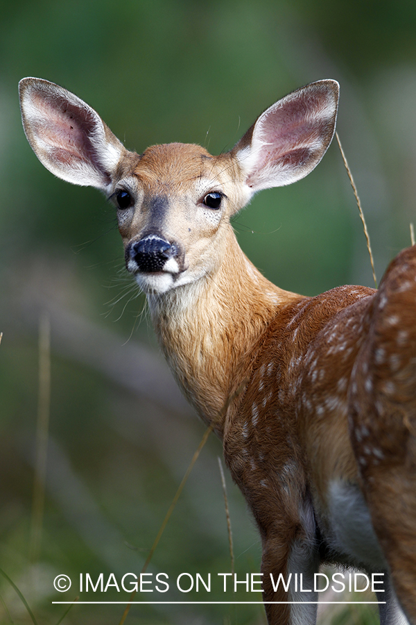 White-tailed fawn in habitat. 