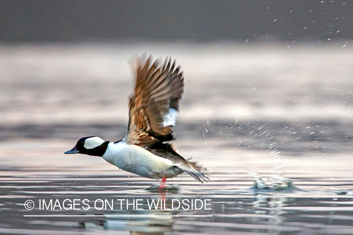 Bufflehead taking flight.