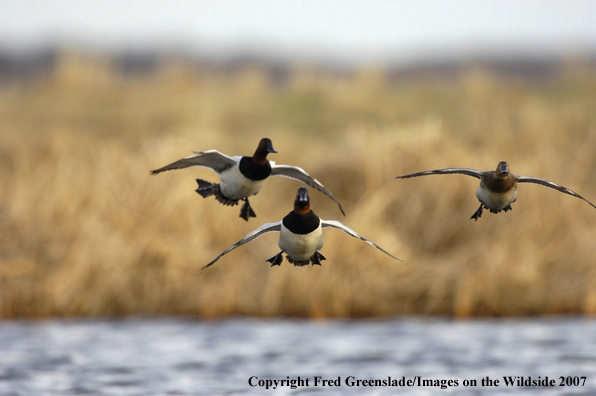 Canvasback duck