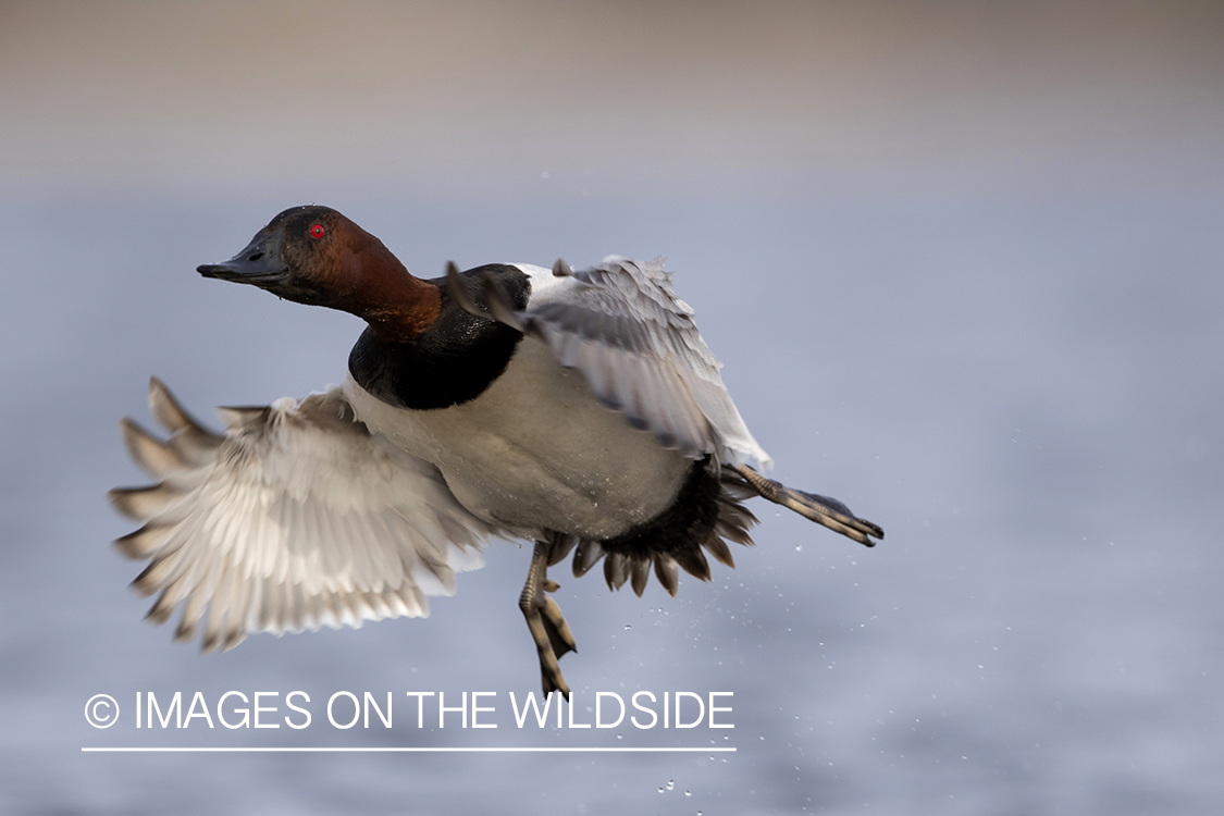 Canvasback in flight.