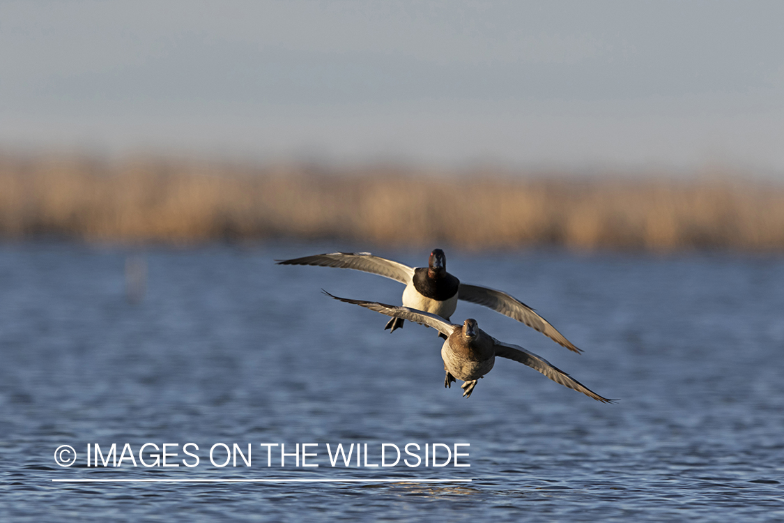 Canvasback drake and hen in flight.