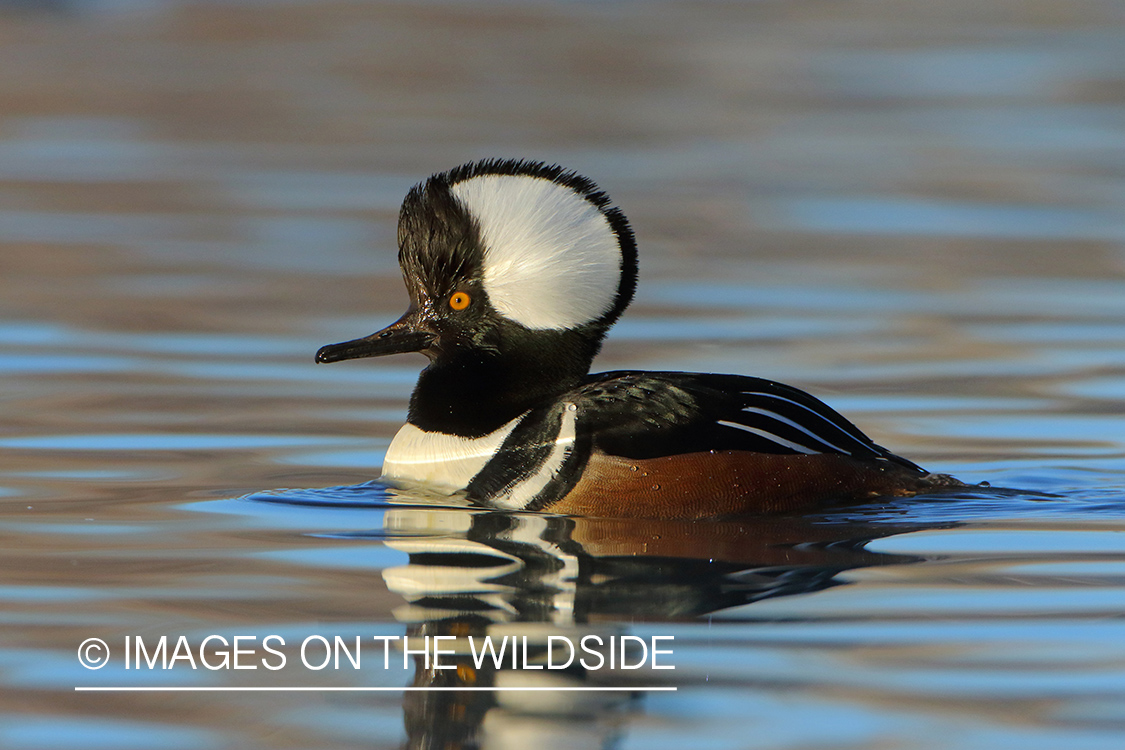 Hooded Merganser on water.