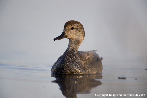 Gadwall duck swimming