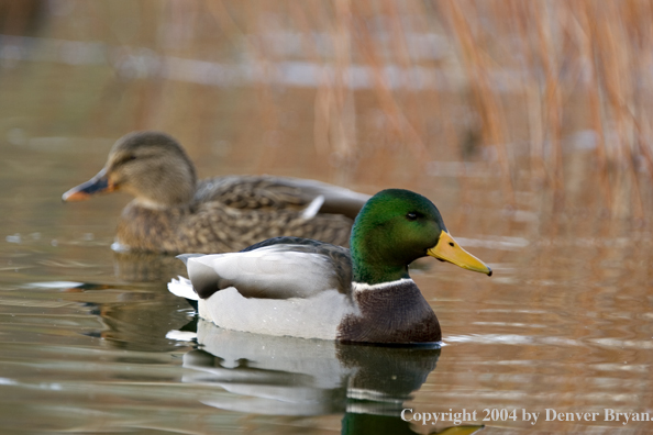 Mallards on pond.