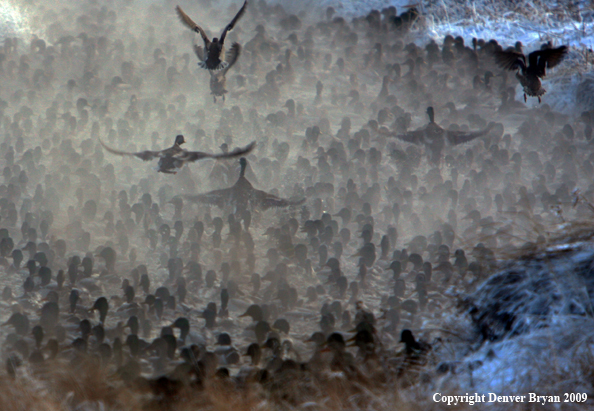 Mallard Ducks/Flock