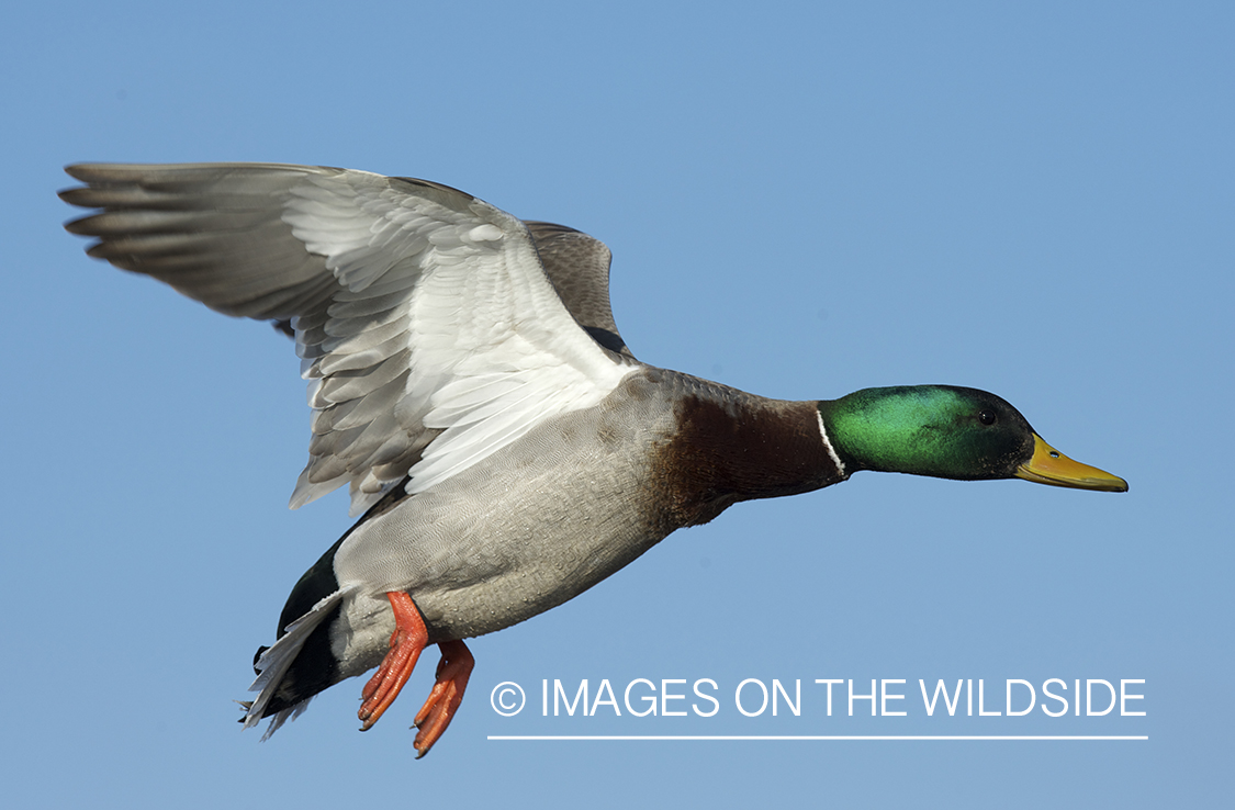 Mallard duck in flight.