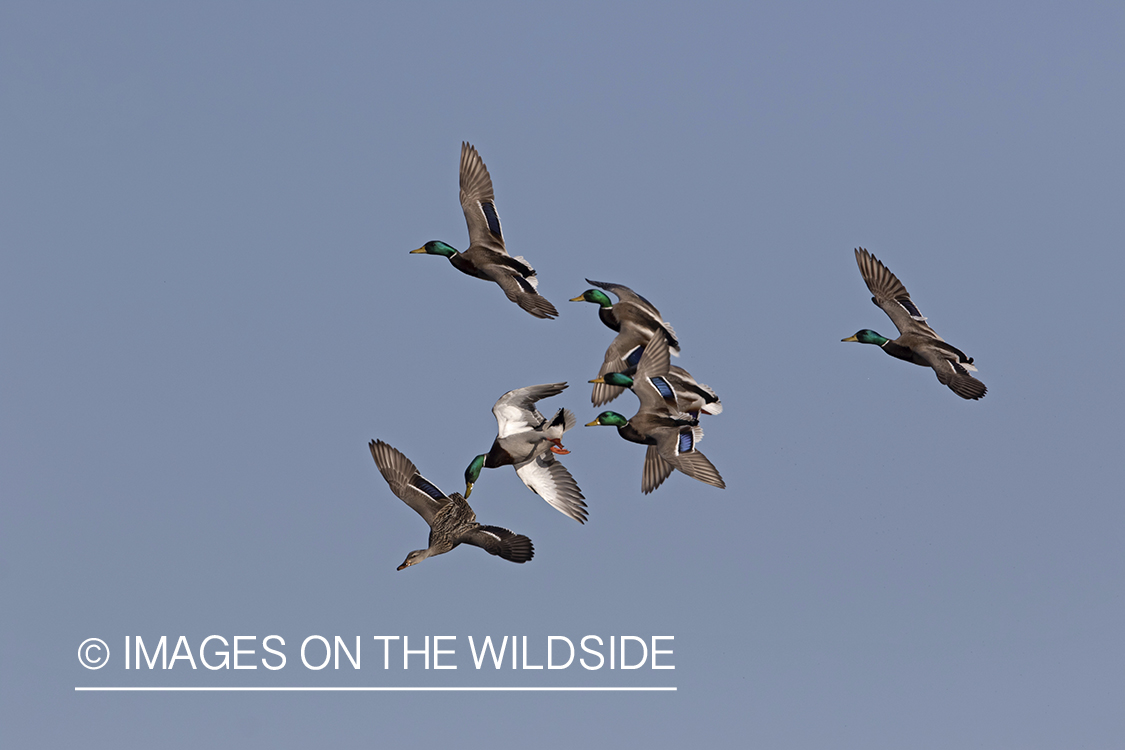 Mallards in flight.