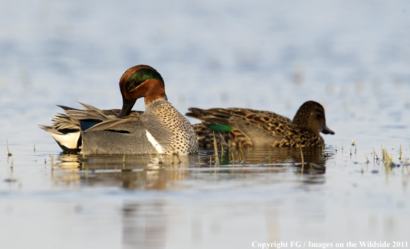 Green-winged Teal on water. 