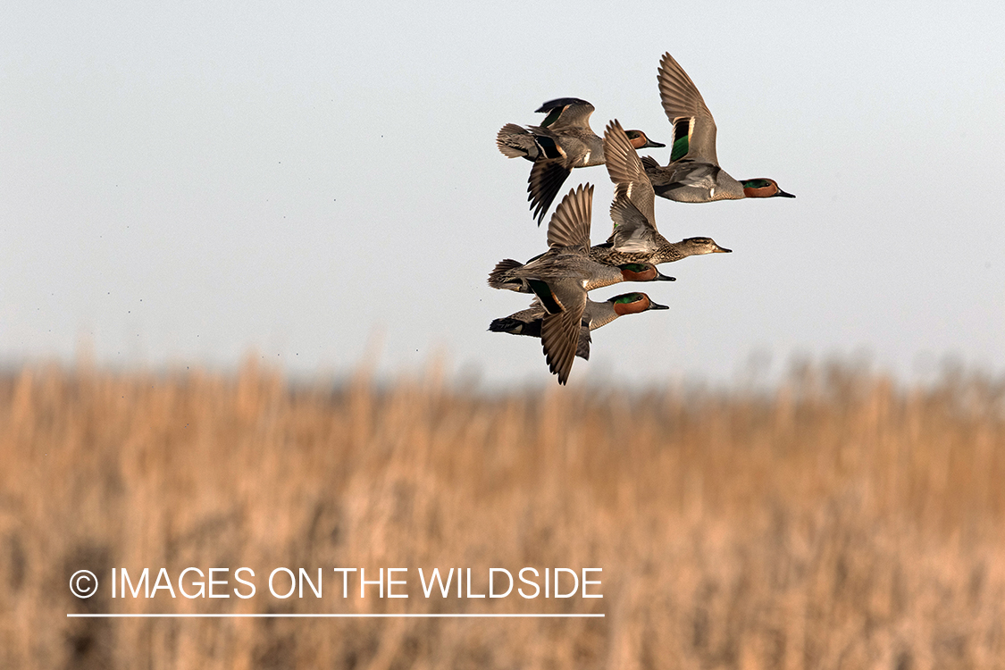 Green-winged Teal in flight.